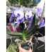 Орхидея фиолетовая каскад